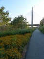 Flowers by the Bridge