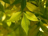 Dappled Leaves