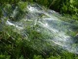 Shimmering Spiderweb