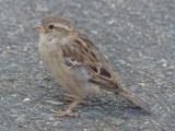 Sparrow