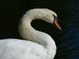 Swan