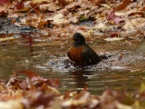 Bathing Robin