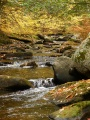 Autumn Stream