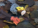 Underwater Autumn