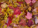 Autumn Carpet