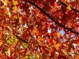 Red-Orange Leaves