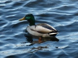 Mallard on Blue-Gray Ripples