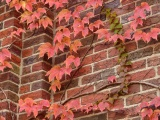 Ivy and Brick