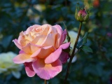 Multicolored Rose