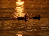 Ducks in the Sunlight