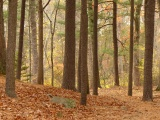 Newton Forest