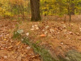 November Needles and Leaves