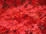 Red Leaves