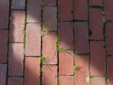 Sunlight on a Brick Walkway