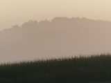 Kentucky Fog
