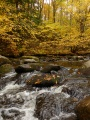 Stream under Yellow Leaves