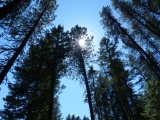 Trees of Mineral Mountain