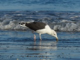 Tasting the Shore