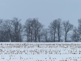 Pennsylvania Winter