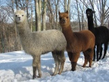 Alpacas in a Line