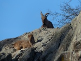 Markhor Goats