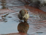 Sparrow in Meltwater