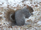 Peanut Feast