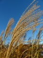 Bremen Grasses