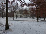 Snow in the Yard