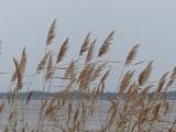 Grasses before the Winter Storm