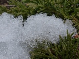 Ice and Shrubbery
