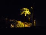 Highlighted Palm Tree
