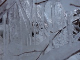 Icicle Thicket