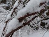 Snow-Embelleshed Twigs