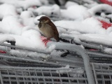 Winter Sparrow