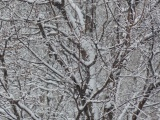 Branches in February