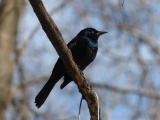 Central Park Grackle