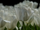 White Tulip