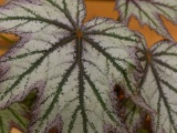 Begonia Leaf