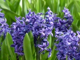 Hyacinth