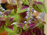 Coleus in Bloom