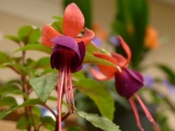 Fuschia