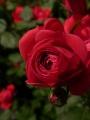 Red Rose