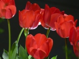 Arc of Tulips