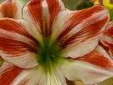 Red Amaryllis