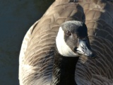 Portrait of a Goose