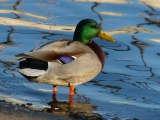 Shiny Duck