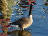 Water Colors, with Goose