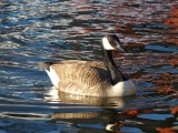 Goose on Red and Blue Swirls