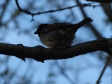 Soft Sparrow